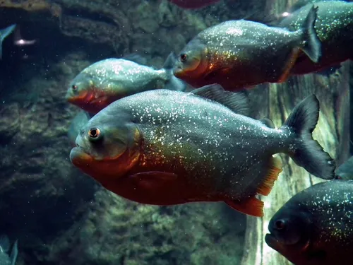 Un homme dévoré par des piranhas dans un lac